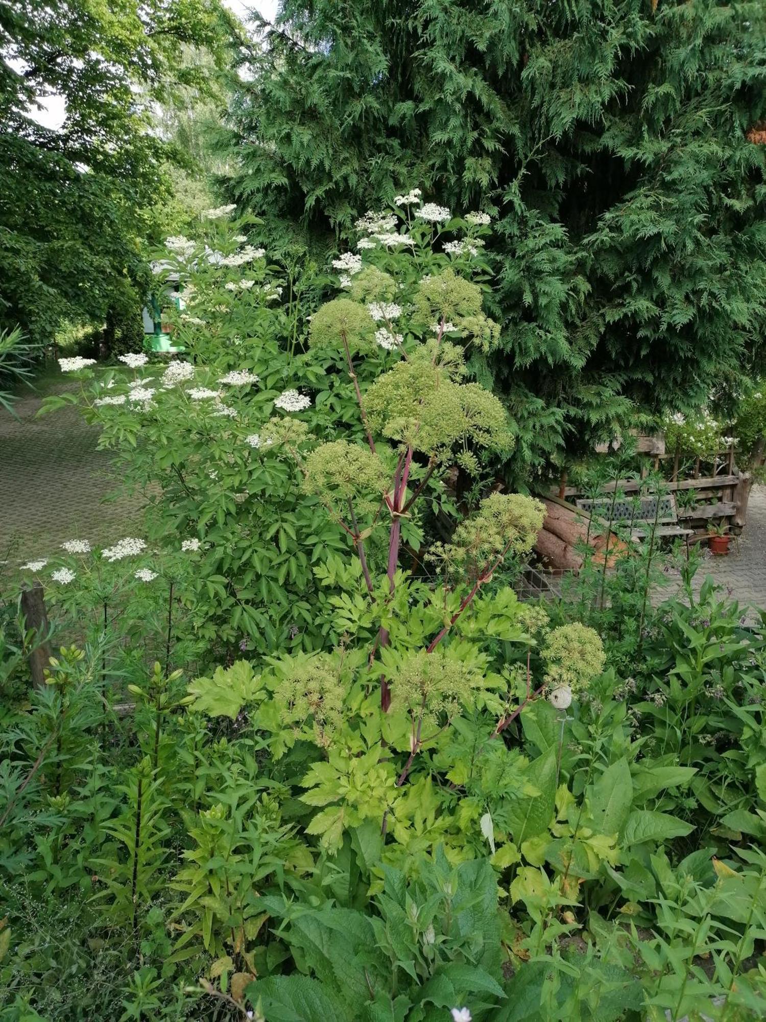 Kräuterbaude Hotel Saupsdorf Buitenkant foto